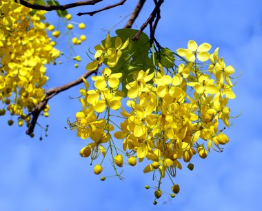Altın zincir ağacının çiçekleri