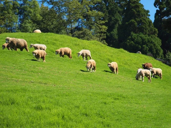 Ένα κοπάδι πρόβατα που βόσκει με πλούσια χόρτο — Φωτογραφία Αρχείου