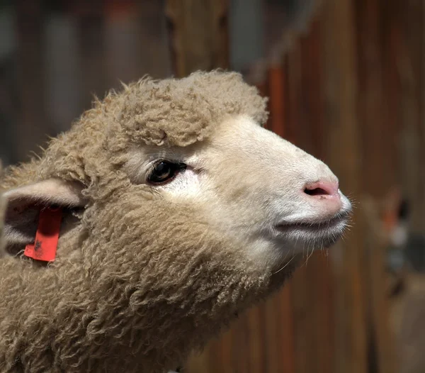 Genç bir koyun — Stok fotoğraf