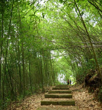 Yeşillik bambu ormanı