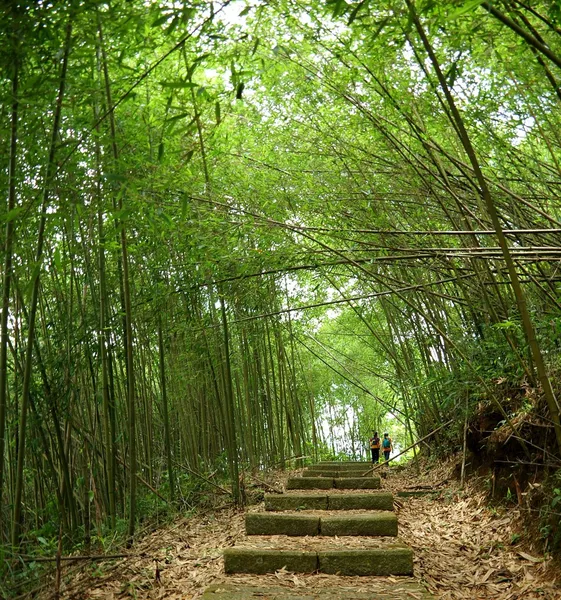 Frodig bambuskog — Stockfoto
