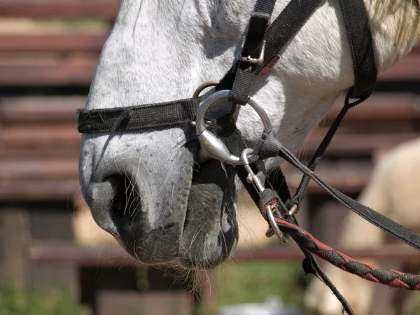 Närbild av en hästens mun — Stockfoto
