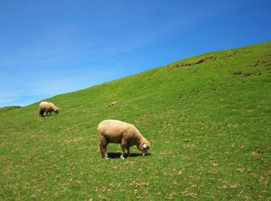 Two sheep graze on lush grass clipart