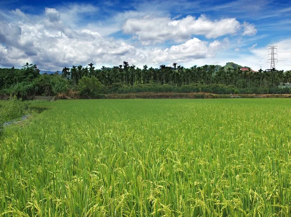 Bujny ryżu pola z palmami — Zdjęcie stockowe