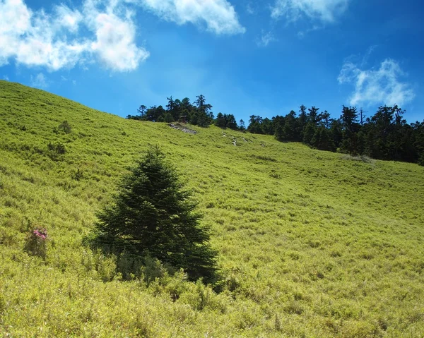 Alpejska łąka i jodła drzew — Zdjęcie stockowe