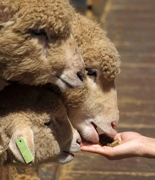 stock image Young Sheep are Hand Fed