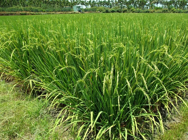 Зеленое рисовое поле Тайваня — стоковое фото