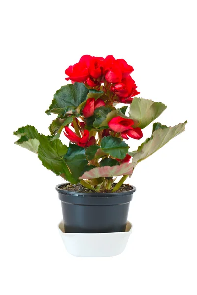 Red begonia in pot — Stock Photo, Image