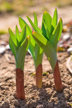 Ornamental onion clipart