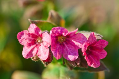 pembe lungwort