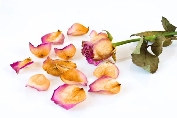 Withered Rose and petals — Stock Photo, Image
