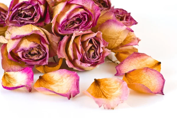 Rosas murchas — Fotografia de Stock