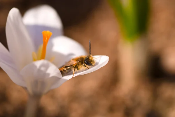 stock image Bee on Crocus