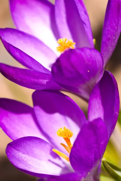 Dois crocus violeta — Fotografia de Stock