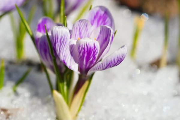 Violett krokus — Stockfoto