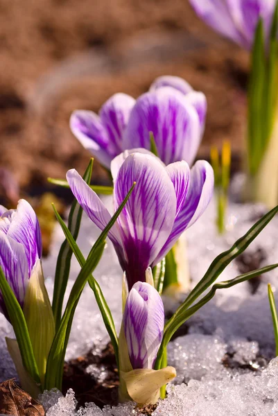 Fioletowy kwiatek — Zdjęcie stockowe