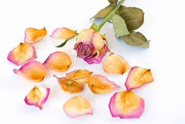 Zvadlá růže a lístky — Stock fotografie