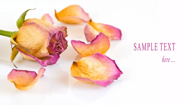 Verwelkte Rosen und Blütenblätter — Stockfoto