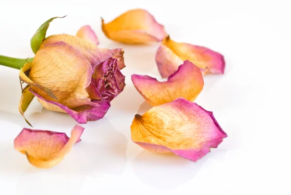 Rosa murcha e pétalas — Fotografia de Stock