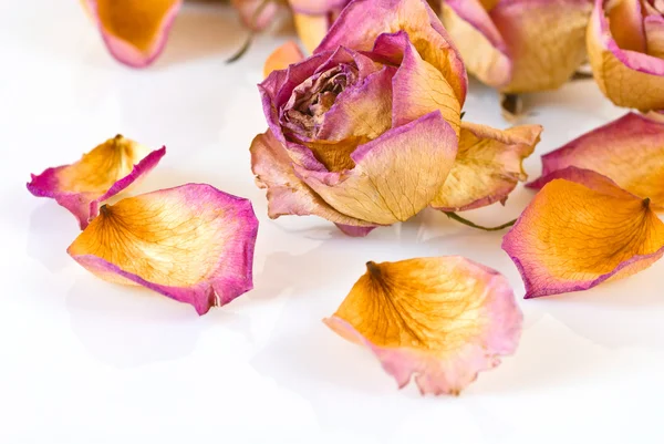 Verdorde rose en bloemblaadjes — Stockfoto