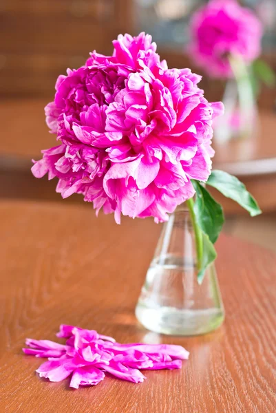 Bordó pünkösdi rózsa vázában — Stock Fotó
