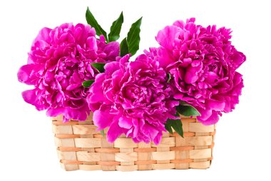 Basket of peonies, isolated on white clipart