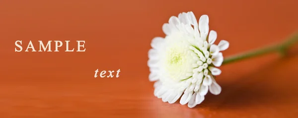 Kleine weiße Chrysantheme — Stockfoto