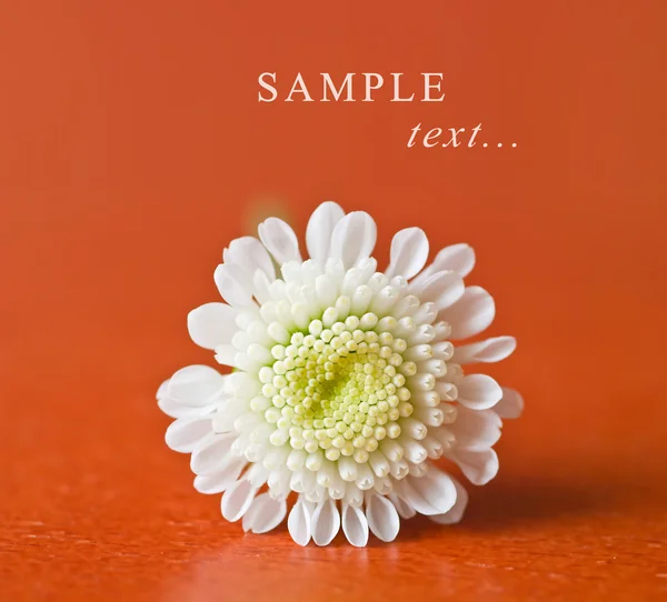 Kleine weiße Chrysantheme — Stockfoto