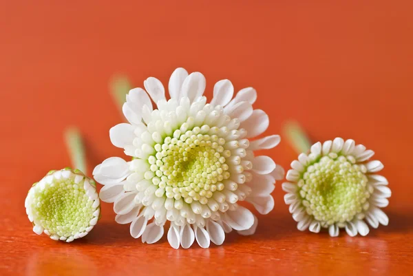 Três pequenos crisântemos brancos — Fotografia de Stock