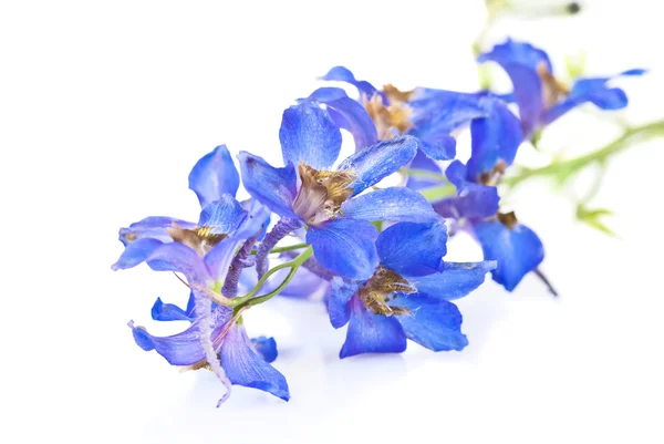 Schöne blaue Blumen auf weißem Hintergrund — Stockfoto