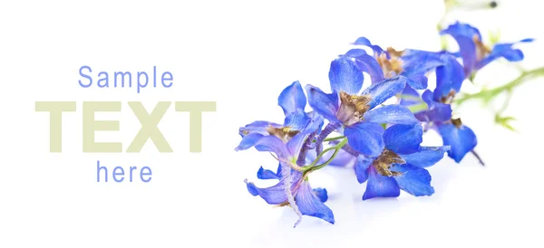 Schöne blaue Blumen auf weißem Hintergrund — Stockfoto