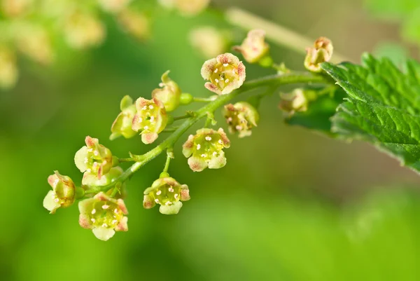 stock image Flowering red currant