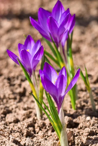 Фиолетовый крокус — стоковое фото