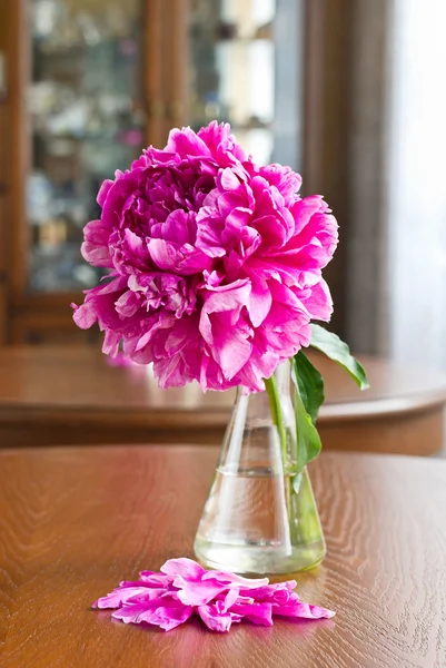 Burgundy peony in vase — Stock Photo, Image