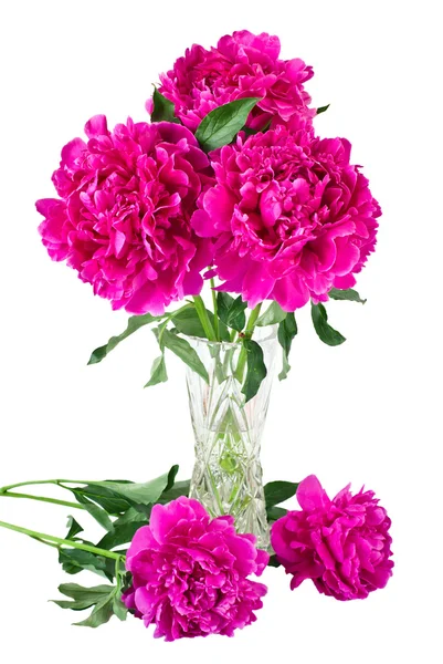 stock image Bouquet of peonies in vase