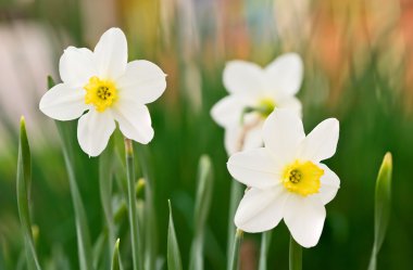 White Daffodils clipart