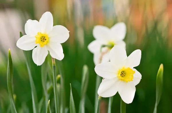 White Daffodils — Stock Photo, Image