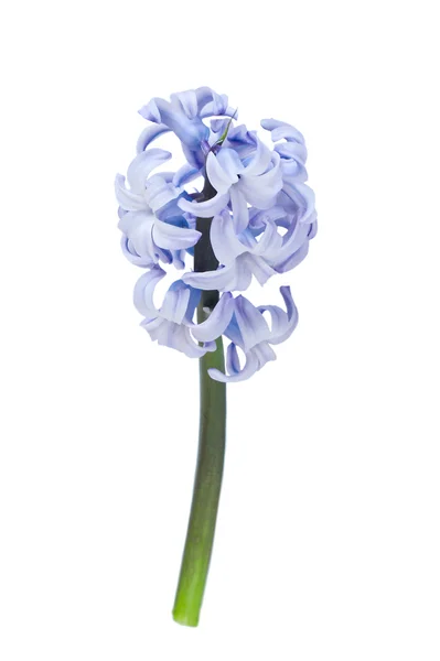 Blauwe hyacint — Stockfoto