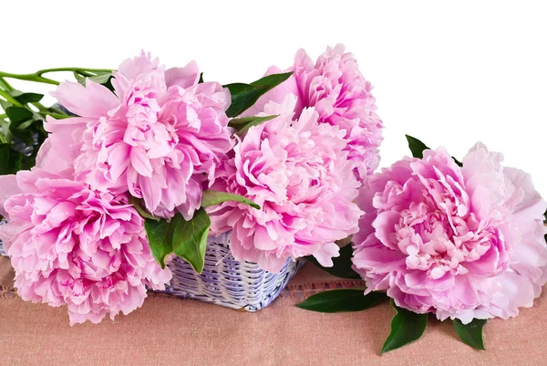 Rózsaszín pünkösdi rózsa kosár — Stock Fotó