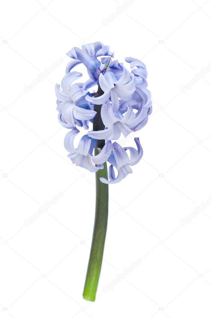 青いヒヤシンス ストック写真 C Am Wolna