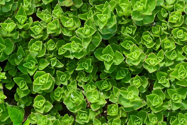 Young stonecrop — Stock Photo, Image