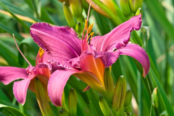 Purple daylily — Stock Photo, Image