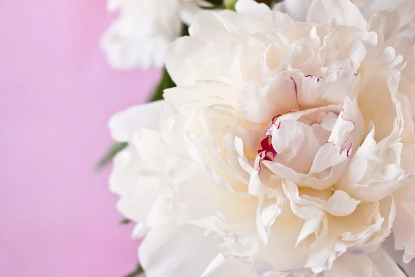 Gyönyörű fehér bazsarózsa — Stock Fotó