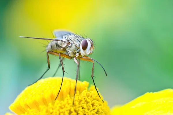 Stock image The fly