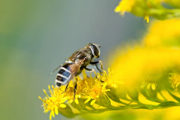 The fly — Stock Photo, Image