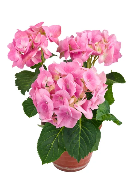 Roze hortensia bloem in een pot — Stockfoto