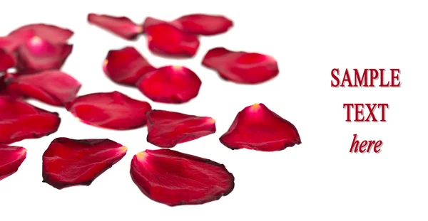 Rode bloemblaadjes geïsoleerd op witte achtergrond — Stockfoto