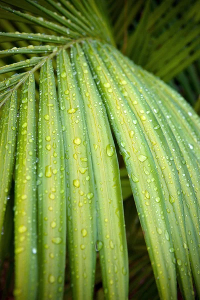 Foglia di palma verde con gocce d'acqua — Foto Stock
