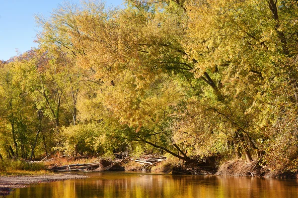 Hojas y árboles otoñales en el río — Foto de Stock