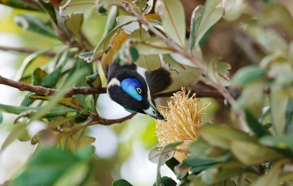 A Blue Faced Honeyeater — Stock Photo, Image